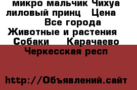 микро мальчик Чихуа лиловый принц › Цена ­ 90 - Все города Животные и растения » Собаки   . Карачаево-Черкесская респ.